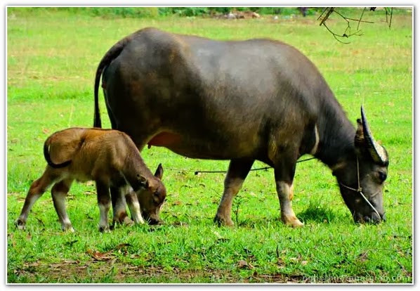 Trâu ngố có ngoại hình vạm vỡ, đầu bé, tai mọc ngang, sừng dài, dẹt hình cánh cung. Ảnh laimiennam.