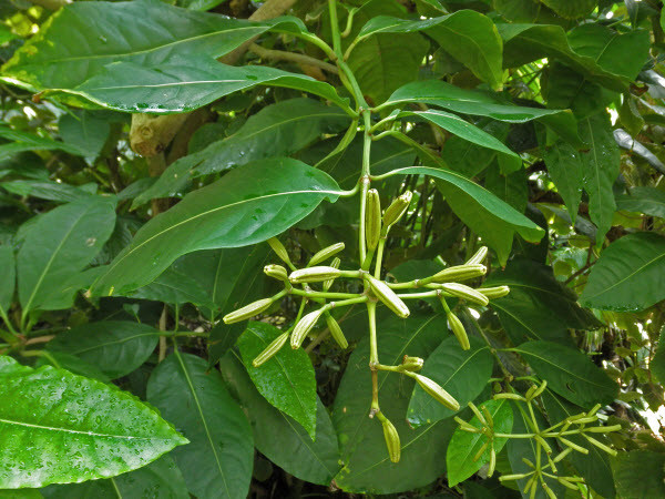 Cây bắt chim Pisonia sống ở vùng nước nhiệt đới của Ấn Độ và Thái Bình Dương. Ảnh ydvn.