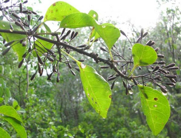 Thậm chí, xác của những chú chim này còn thu hút những con cú và các loài săn mồi lớn khác. Những con vật này sau đó cũng bị dính và “làm mồi” cho cây Pisonia. Ảnh quantrimang.