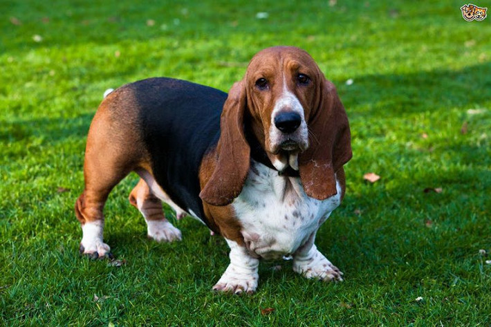 Chó Basshet Hound rất thích các con mồi là hươu, nai, lợn rừng và thỏ. Ảnh thukieng.