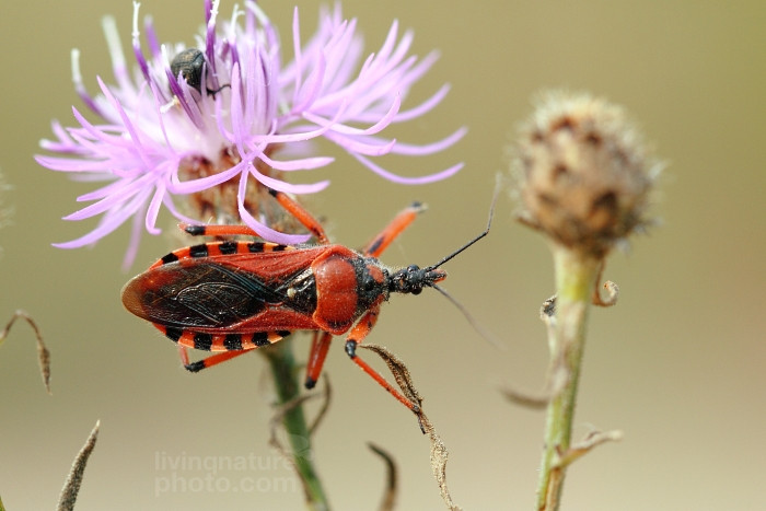 Bọ sát thủ là loài ký sinh, hút máu và cắn rất đau. Ảnh Livingnaturephoto.