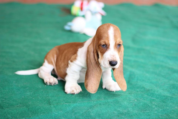 Chó Basset Hound là một giống chó săn của Pháp. Tuy là giống chó chân ngắn nhưng Basset Hound lại cực kỳ nhạy bén. Ảnh vinhblog.