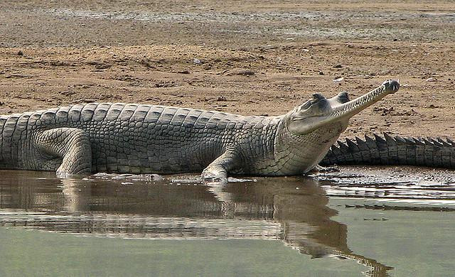 Cá sấu Ấn Độ trung bình có chiều dài từ 3,6m - 4m và nặng gần 900kg. Ảnh carnivoraforum.