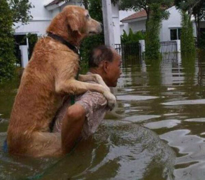 Người đàn ông cõng chú chó của mình trên lưng di chuyển trong nước lũ.
