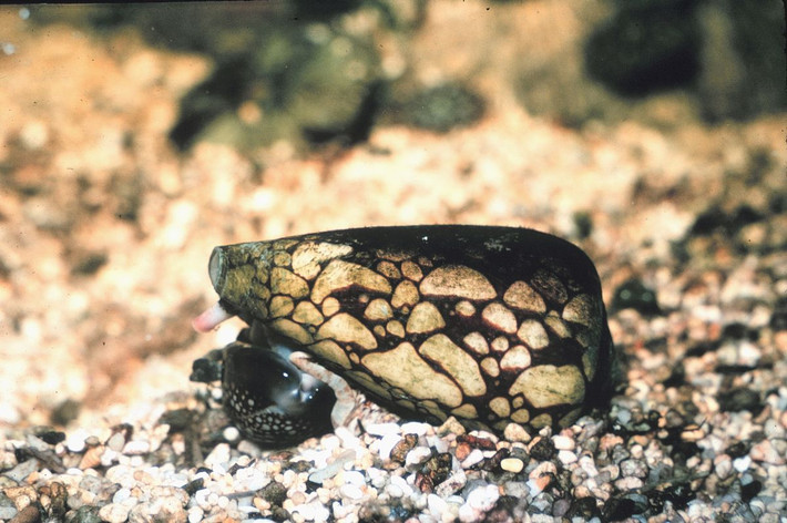 Neurotoxin và conotoxin là hai loại độc tố được tìm thấy trong dãi của ốc sên Marbled Cone. Ảnh wikimedia.