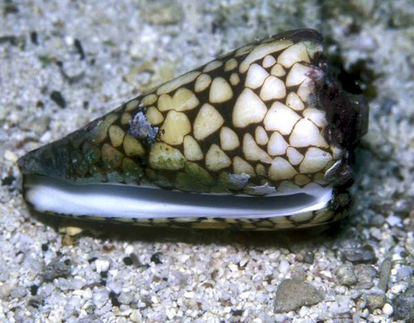 May mắn là ốc sên Marbled Cone chỉ sử dụng nọc độc để bắt mồi và tự vệ chứ không chủ động tấn công con người. Ảnh ifeng.
