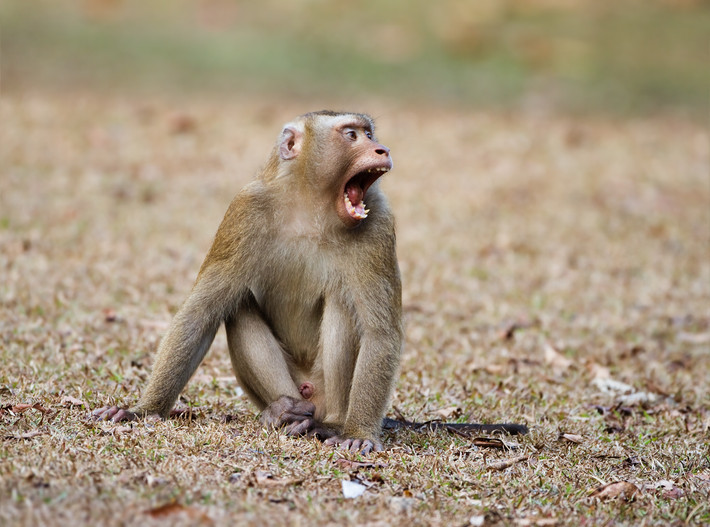 Khỉ đuôi lợn là một trong những loài lớn nhất trong họ nhà Khỉ Cercopithecidae. Thức ăn của chúng chủ yếu là quả và hạt. Ảnh wikimedia.