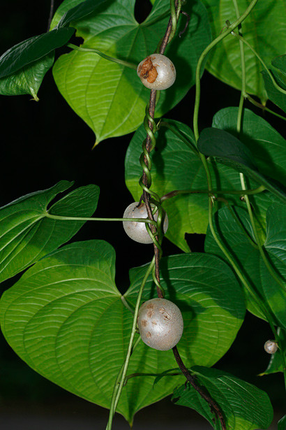 Khoai tây dây leo có tên khoa học là Dioscorea bulbifera, là một thành viên của gia đình khoai mỡ. Ảnh wildlifeofhawaii.