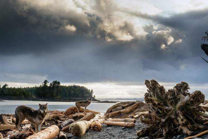 Sói biển Pescatarian sống dọc theo bờ biển Thái Bình Dương thuộc khu vực British Columbia, Canada. Ảnh panthalassa.