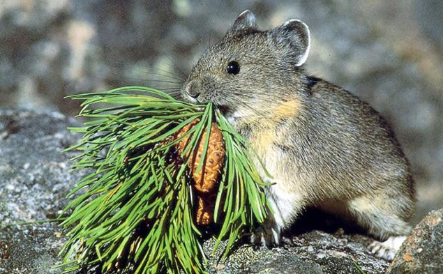 Thỏ ma thuật Ili Pika sống ở các lỗ đá, độ cao từ 2800m – 4000m. Chúng đặc biệt thích sống trên các cao nguyên cực lạnh. Thức ăn của chúng là các loại thảo mộc. Ảnh wordpress.