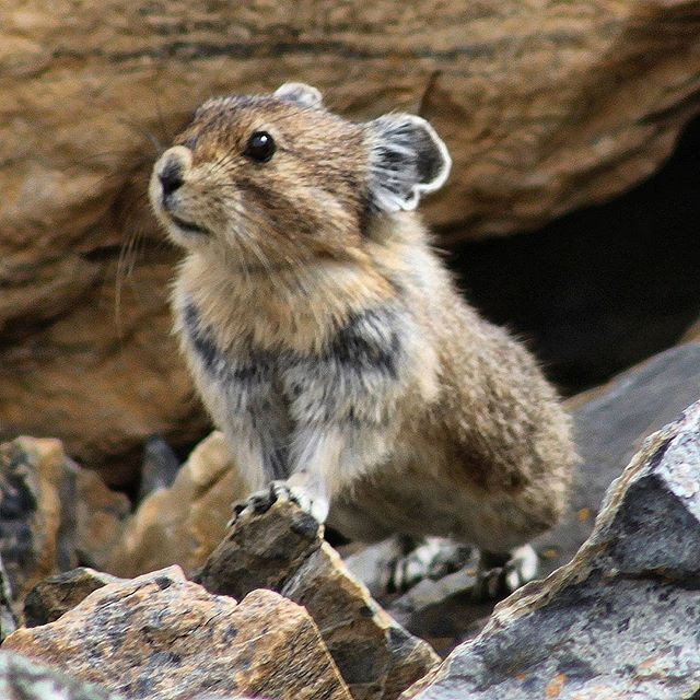 Theo các nhà khoa học, số lượng thỏ ma thuật Ili Pika đã giảm khoảng 70% kể từ sau khi chúng được tìm thấy. Ảnh asia96.