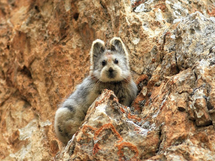 Thỏ ma thuật Ili Pika hiện chỉ được tìm thấy ở Trung Quốc. Ảnh businessinsider.