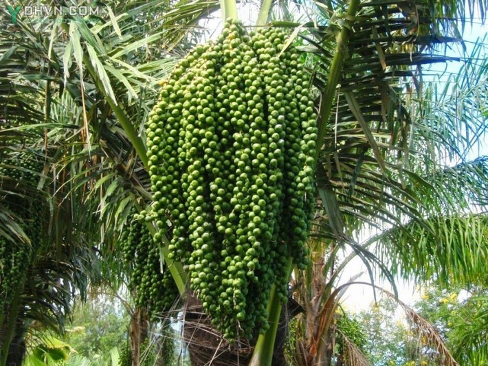 Cây tà vạt thuộc họ cau dừa, có hình dáng giống như cây dừa. Cây tà vạt còn có tên gọi khác là dừa núi hay cây đoát. Ảnh ydhvn.
