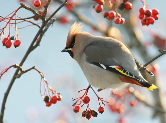 Thậm chí, khối lượng quả mọng chim hoàng liên tước ăn hàng ngày lớn gấp vài ba lần khối lượng của cơ thể chúng. Ảnh album.