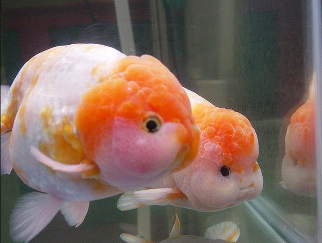 Ở Nhật Bản, cá vàng Ranchu được xem là dòng cá quý, vừa thanh lịch vừa mạnh mẽ, đồng thời loài cá này cũng được xem là đỉnh cao của nghệ thuật nuôi dưỡng cá vàng tại đây. Ảnh photobucket.