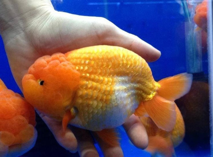 Một con cá vàng Ranchu chất lượng và đẹp phải có bướu phát triển khắp trên đầu, trên cả mang và vùng xung quanh mắt. Ảnh dkn.