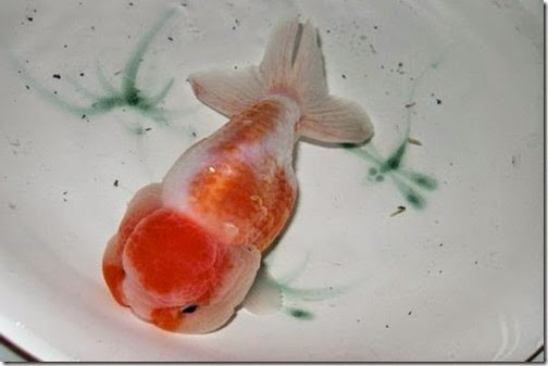 Cá vàng Ranchu có nhiều màu sắc khác nhau như đỏ đậm, màu cảm ửng đỏ, trắng đỏ trắng... Ảnh blogspot.