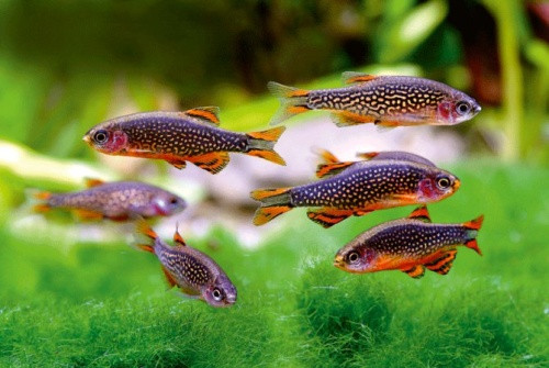 Cá galaxy có kích thước nhỏ, thuộc họ cá chép. Loài cá này có nguồn gốc từ Myanmar với màu sắc rực rỡ rất đẹp. Ảnh cacanhhanoi.