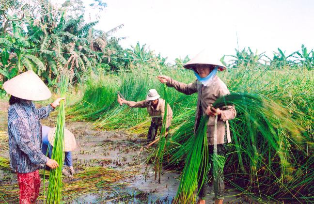 Ngày nay, cây lác được dùng để làm các sản phẩm có tính chất thủ công mỹ nghệ như chiếu, đệm, giỏ, thảm… Ảnh sachphapluat.