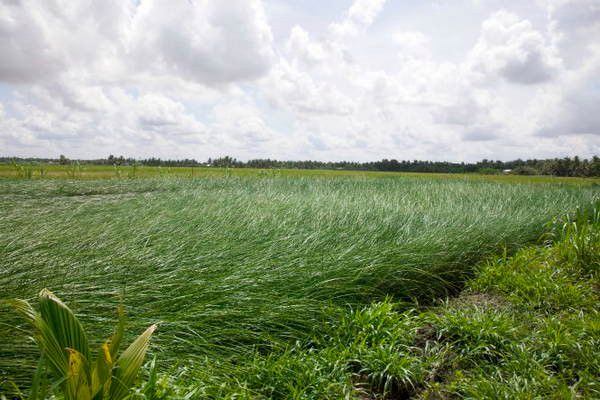 Cây lác thuộc họ cói và có đến mấy nghìn loài khác nhau, trong đó phần lớn là cây cỏ hoang dại, mọc khắp nơi từ đầm lầy tới đồng ruộng. Ảnh quehuongmientay.