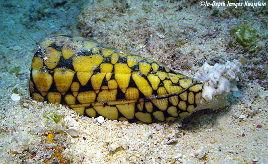 Nọc độc có trong dãi của ốc sên Marbled Cone có thể giết chết tới 20 người. Ảnh uwlax.