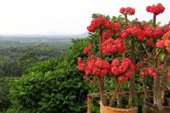 Hoa xương rồng bát tiên vừa đẹp vừa lâu tàn. Ở nước ta, hoa được trồng nhiều tại miền Nam, nhất là Sài Gòn. Ảnh hoasaigon.