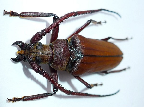 Loài bọ xén tóc “khủng” nhất thế giới từng được ghi nhận là Titanus giganteus sống ở những khu rừng nhiệt đới Nam Mỹ với chiều dài cơ thể có thể lên tới 17cm. Ảnh khoahoc.