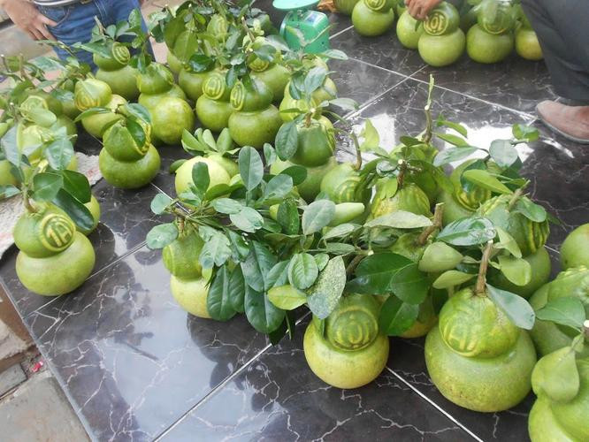 Để tạo ra trái bưởi hồ lô, bà con nông dân phải tạo khuôn cho bưởi từ khi quả bưởi còn nhỏ. Ảnh Pinimg.
