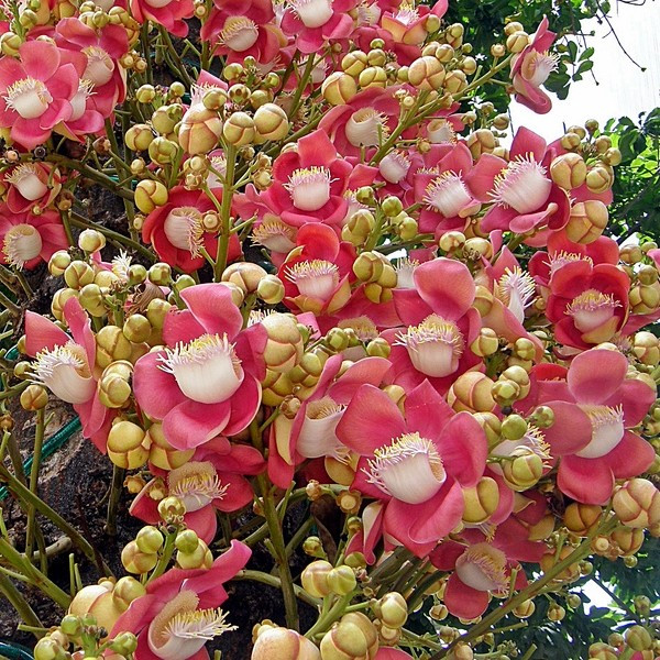 Hoa sala thường được trồng trong sân chùa của các quốc gia như Lào, Myanmar, Thái Lan, Sri Lanka, Campuchia và một số chùa Khmer Nam bộ của Việt Nam. Ảnh hoasaigon.