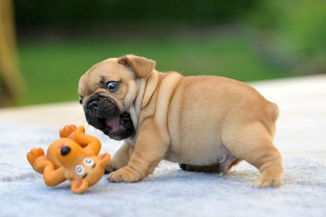 Chó mặt bò là một trong những giống chó đắt đỏ nhất thế giới với mức giá dao động từ 2.500 - 9.000 đô la/con. Ảnh dkn.