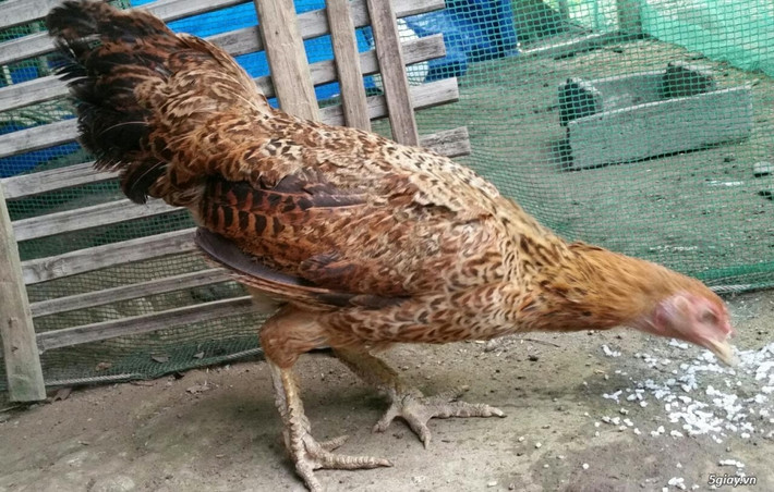 Gà vảy rồng hiện đang được các dân chơi gà ở khắp các tỉnh thành săn lùng ráo riết do sở hữu đôi chân có vảy rất độc đáo. Ảnh 5giay.