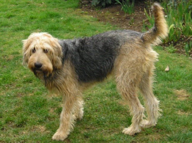 Chó săn rái cá được lai tạo giữa loài chó Bloodhound với dòng chó sục Griffons và Harriers. Ảnh 101dogbreeds.