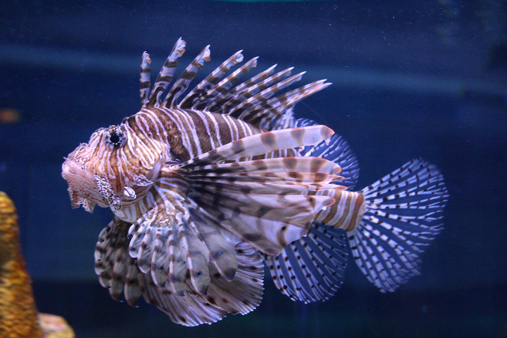Cá sư tử có tên khoa học là Dendrochirus Zebra. Ngoài ra, nó còn được biết đến với các tên gọi khác như cá Thổ Nhỹ Kỳ, cá rồng, cá bò cạp. Ảnh staticflickr.