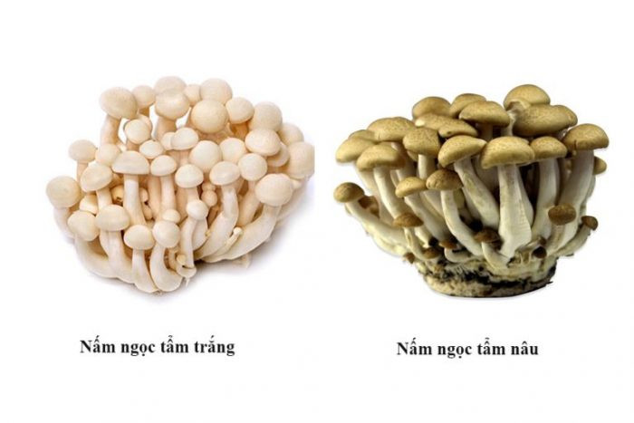 Nấm Ngọc Tẩm thường mọc thành cụm từ 10 -20 cây, thường sinh trưởng và phát triển trong thời tiết mát mẻ. Ảnh namlimxanh.