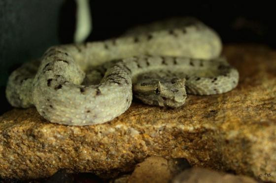 Rắn lục sừng có tên khoa học là Protobothrops cornutus. Loài rắn này còn có tên gọi khác là rắn quỷ, rắn quỷ Satan, đều bởi ngoại hình có phần đáng sợ của sinh vật này. Ảnh reptarium.