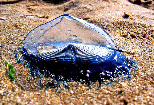 Sứa buồm velella thuộc lớp Sứa có buồng khí để nối trên mặt nước. Nó còn có tên gọi khác là “thủy thủ đến theo cơn gió” Ảnh staticflickr.