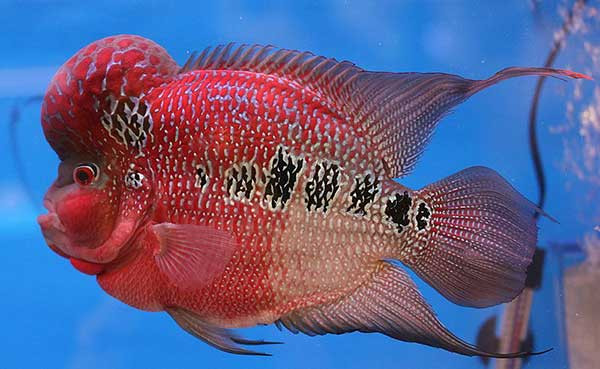 Cá La Hán có đặc điểm dễ nhận biết là chiếc đầu gù trông vô cùng ngộ nghĩnh và dòng chữ trên thân mình. Ảnh aquazone.