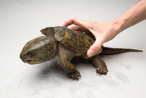 Rùa đầu to sinh sản vào mùa hè. Chúng biết trèo cây, trèo đồi khá tốt. Ảnh joelsartore.