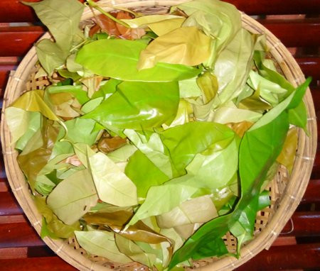 Ở nước ta, rau bép mọc phổ biến ở các cánh rừng thuộc tỉnh Bình Phước hay Tây Nguyên. Trên thế giới, rau bép phân bố ở khu vực Đông Nam Á. Ảnh baovinhlong.