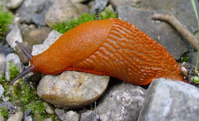 Sên Arion vulgaris không chỉ ăn rau, phân, thịt động vật đã thối rữa. Ảnh netdna.