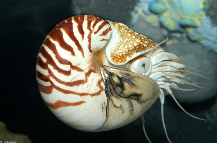 Ốc anh vũ có tên khoa học là Nautilus pompilius. Đây là loài động vật chân đầu cổ nhất còn lại. Đây cũng là loài duy nhất bắt gặp tại Việt Nam. Nhờ vào ốc anh vũ ta có thể tiên đoán được tuổi của trái đất, dựa trên những vệt màu trên thân của nó. Ảnh berkeley.