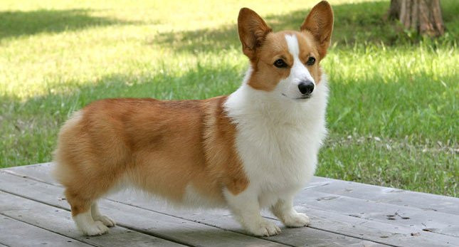 Ngoài 4 chân ngắn củn, chó chân ngắn Corgi còn sở hữu dáng đi lũn chũn vô cùng đáng yêu. Đó cũng là lý do vì sao nó trở thành một trong những giống chó được yêu thích số 1 hiện nay. Ảnh licdn.