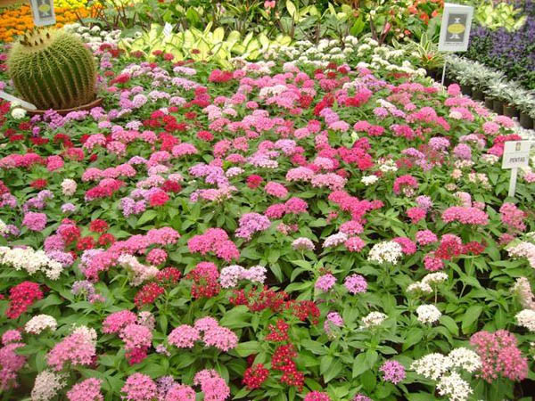 Hoa diễm châu là một cụm tròn gồm những bông hoa nhỏ hình ngôi sao. Trong thời tiết ấm áp, hoa diễm châu nở liên tục. Ảnh saigonhoa.