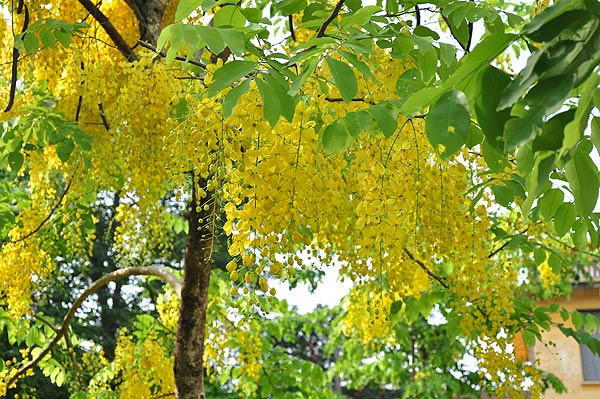 Không chỉ được trồng nhiều ở các đô thị như Đà Lạt, Nha Trang, Đà Nẵng, Sài Gòn... hoa muồng hoàng yến còn mọc hoang dại trong rừng thưa ở các tỉnh Tây Nguyên như Đắk Nông, Gia Lai, Đắk Lắk, Kon Tum. Ảnh cayxanhhadong.