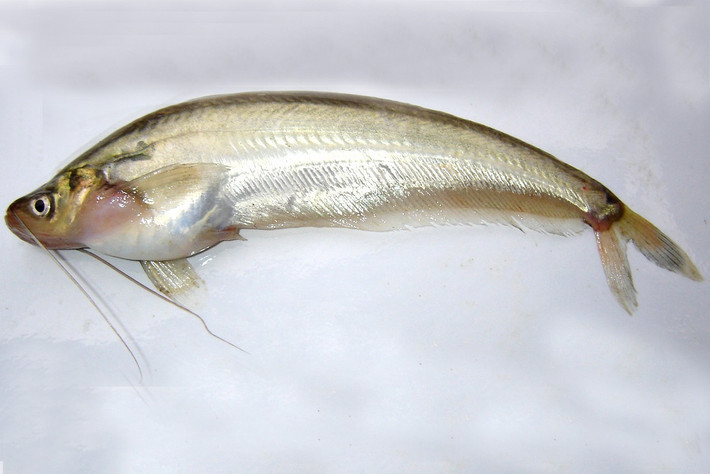 Cá trèn bầu có tên khoa học là Ompok bimaculatus. Cá có đầu ngắn, thân dài dẹp, răng nhỏ, có 2 đôi râu. Ảnh tepbac.
