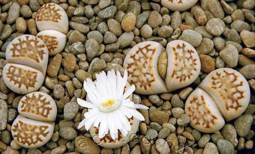 Cây thạch lan có hoa giống hoa cúc, màu vàng, có mùi thơm nhẹ và hoa chỉ nở vào mùa thu. Ảnh Cacti.