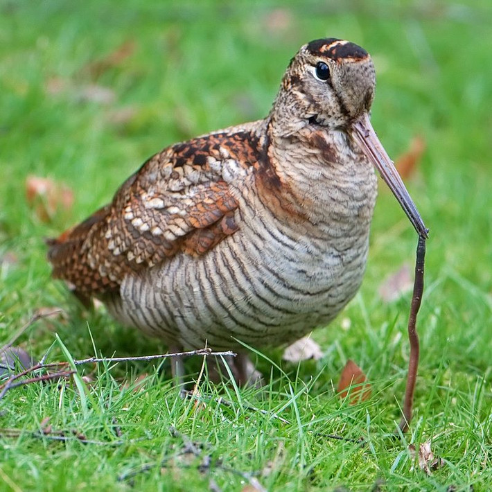 Chim dẽ gà có tên khoa học là Scolopax rusticola và được tìm thấy trong khu vực khí hậu ôn đới và cận Bắc Cực lục địa Á- Âu. Ảnh wikiwand.