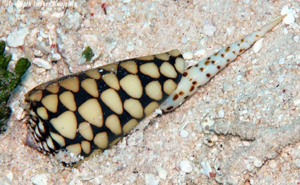 Ốc sên Marbled Cone có vẻ đẹp sặc sỡ. Đây là loài đặc biệt nhất của chi Conus. Ảnh clickcited.