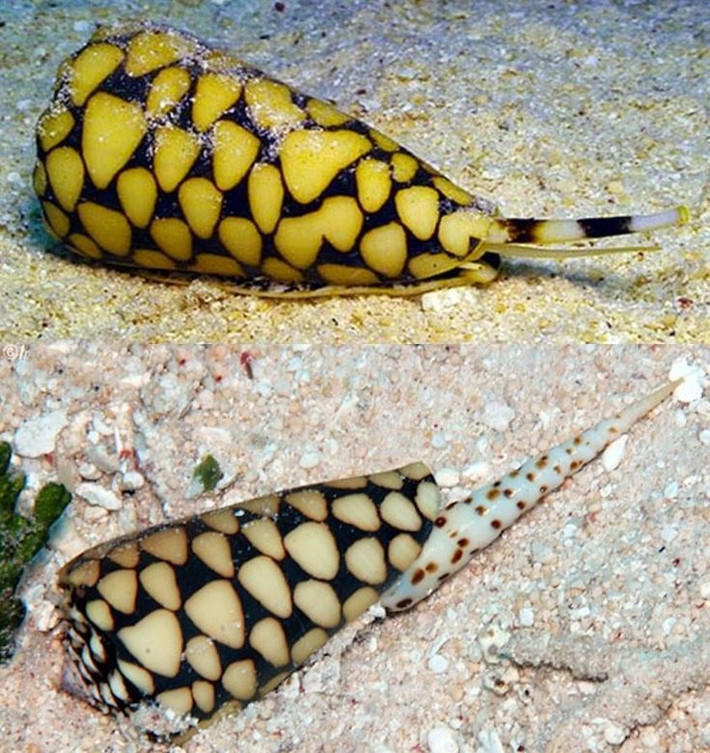 Ốc sên Marbled Cone - loài ốc sên có nọc độc nhất hành tinh là một loài động vật thân mềm phân bố ở các vùng biển Ấn Độ Dương và Thái Bình Dương. Ảnh pinimg.