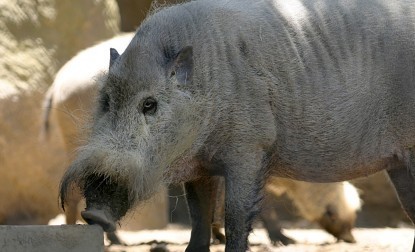 Lợn râu Borneo có tên khoa học là Sus barbatus. Loài lợn này có tập tính sống theo từng gia đình. Ảnh waza.